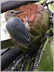 Buntkopfspecht (Melanerpes chrysauchen)