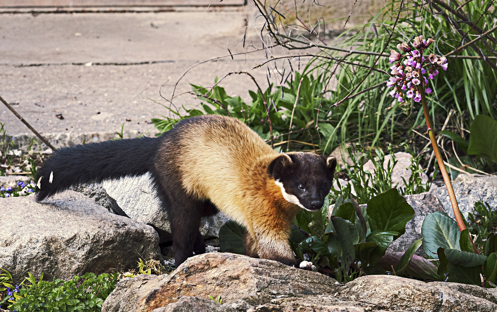 Buntmarder1