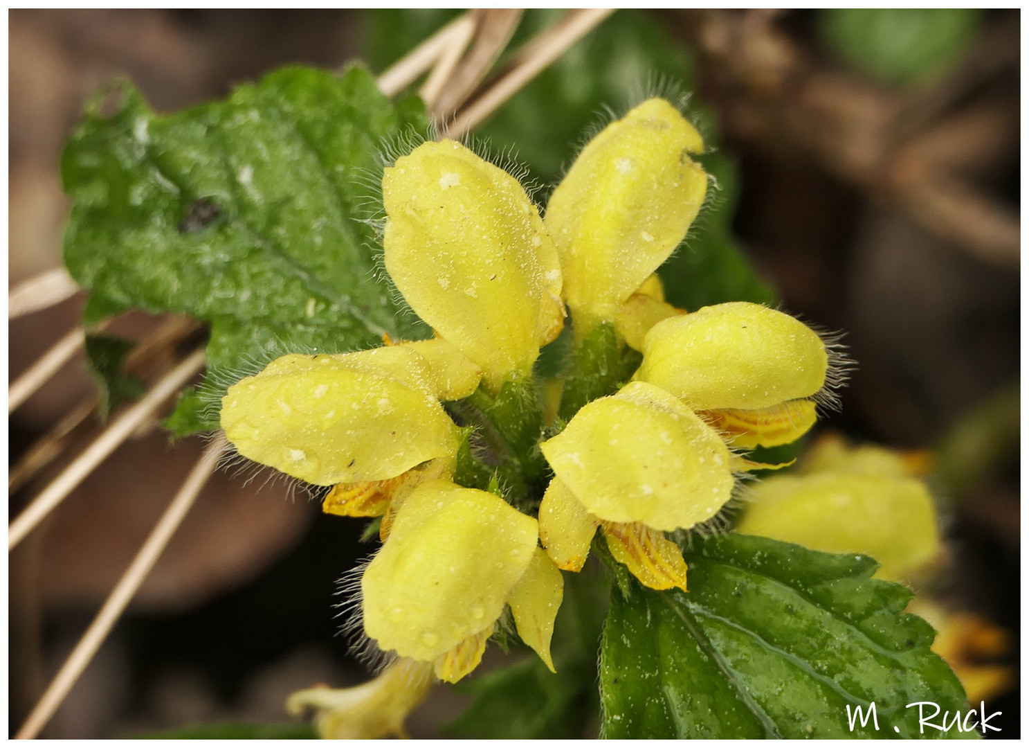 Buntnesselblüte am Rande des Weges 