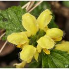 Buntnesselblüte am Rande des Weges 