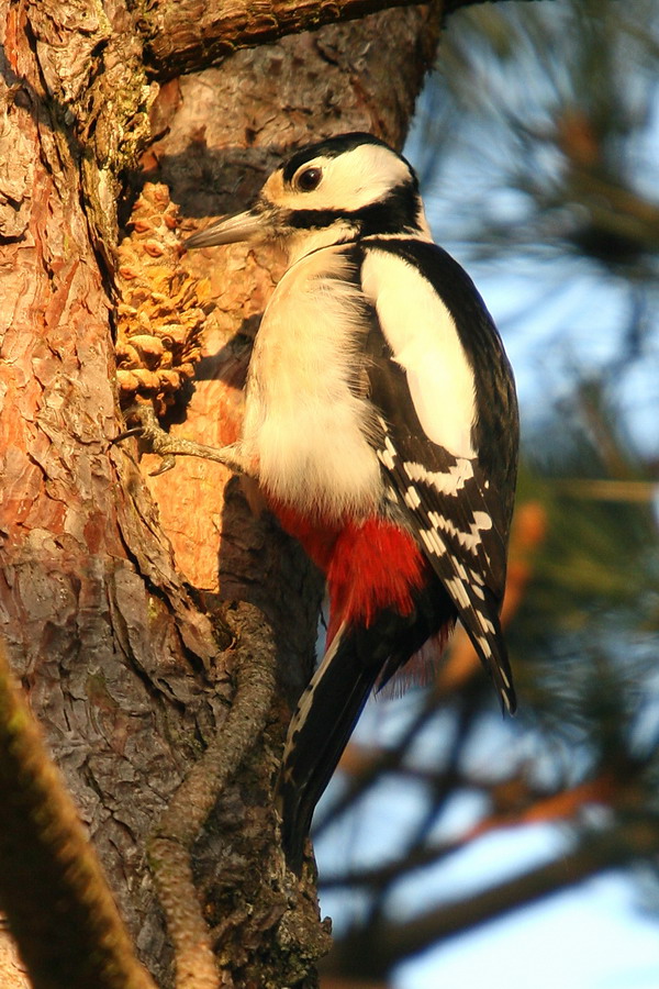 Buntpecht - Schmiede ( Dendrocopus major )