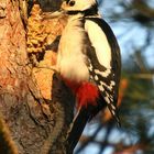 Buntpecht - Schmiede ( Dendrocopus major )