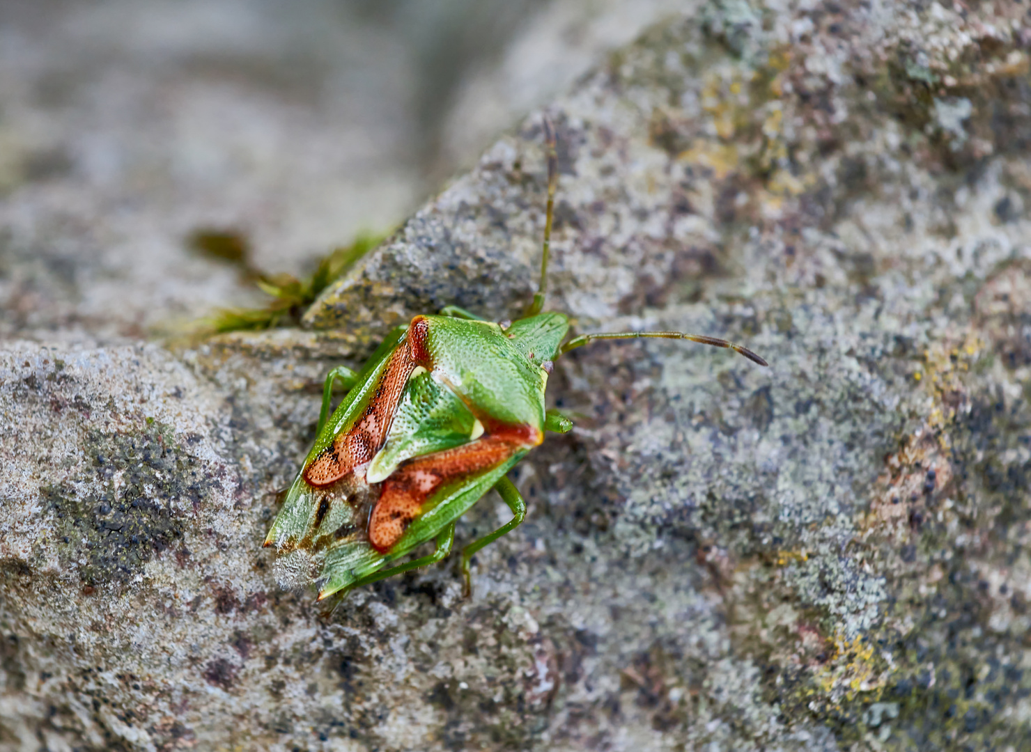 Buntrock (Cyphostethus tristriatus) 