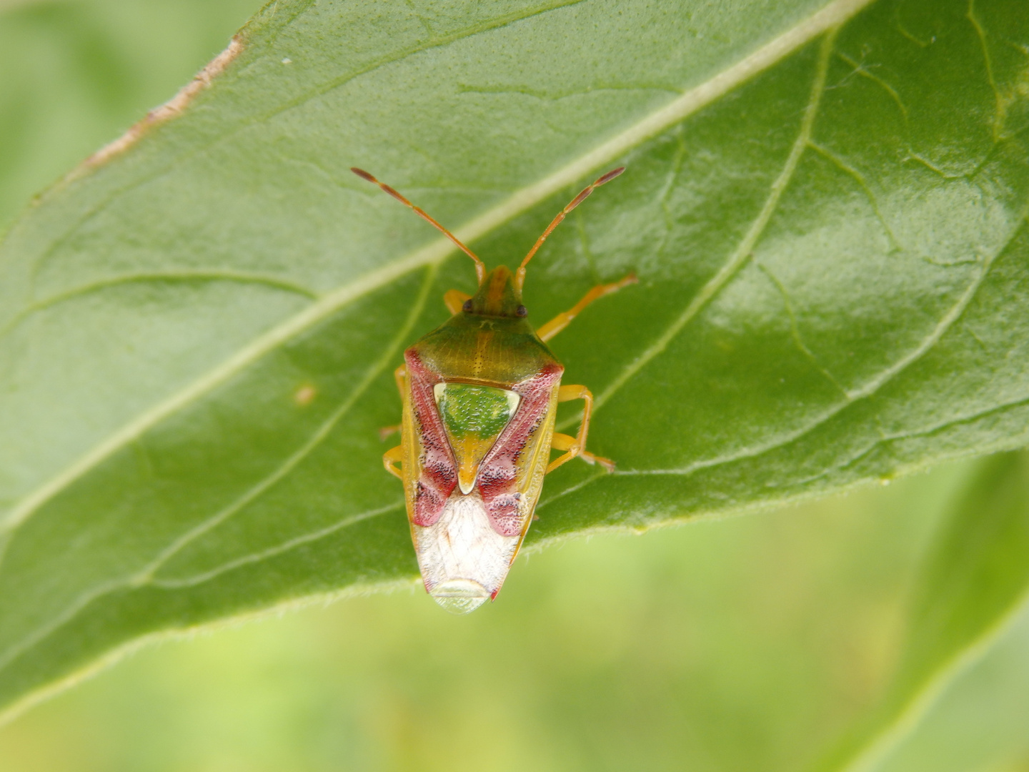 Buntrock (Cyphostethus tristriatus)