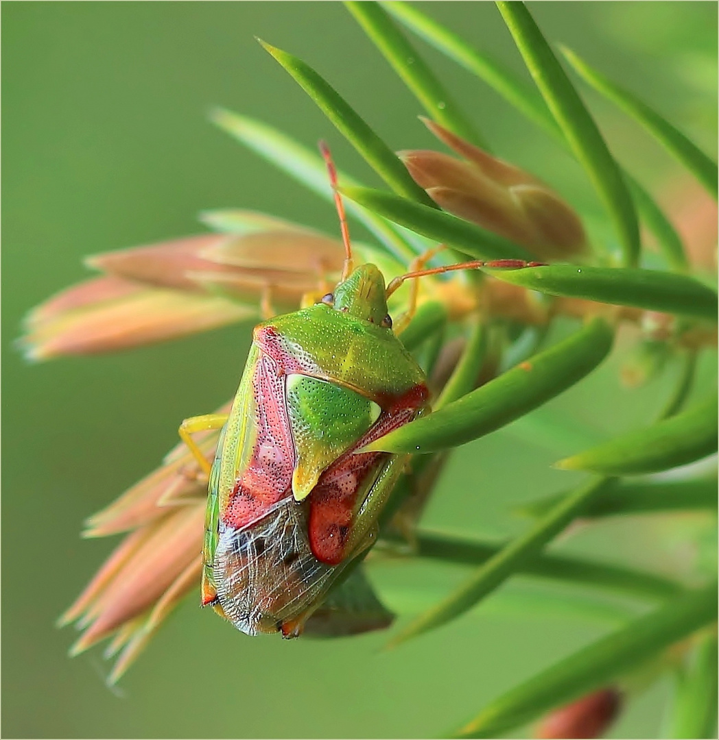 Buntrock (Cyphostethus tristriatus).