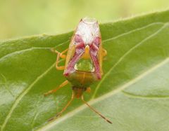 Buntrock (Cyphostethus tristriatus)