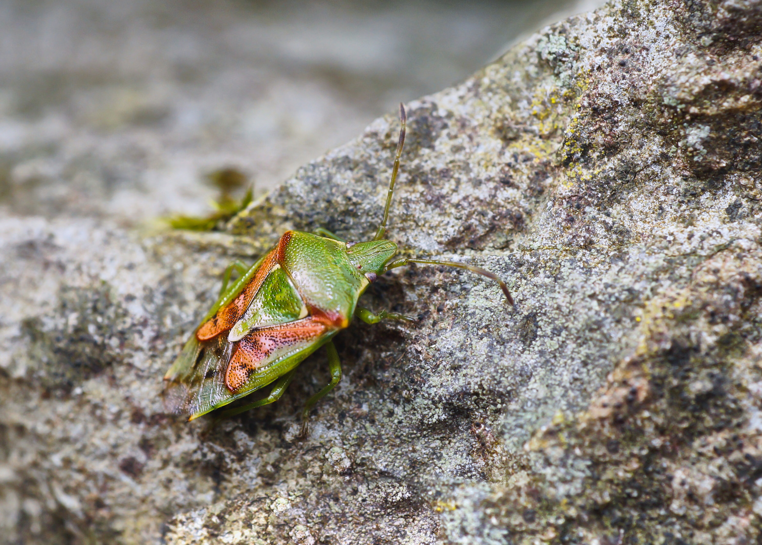 Buntrock (Cyphostethus tristriatus)