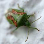 Buntrock (Cyphostethus tristriatus) im Dezember