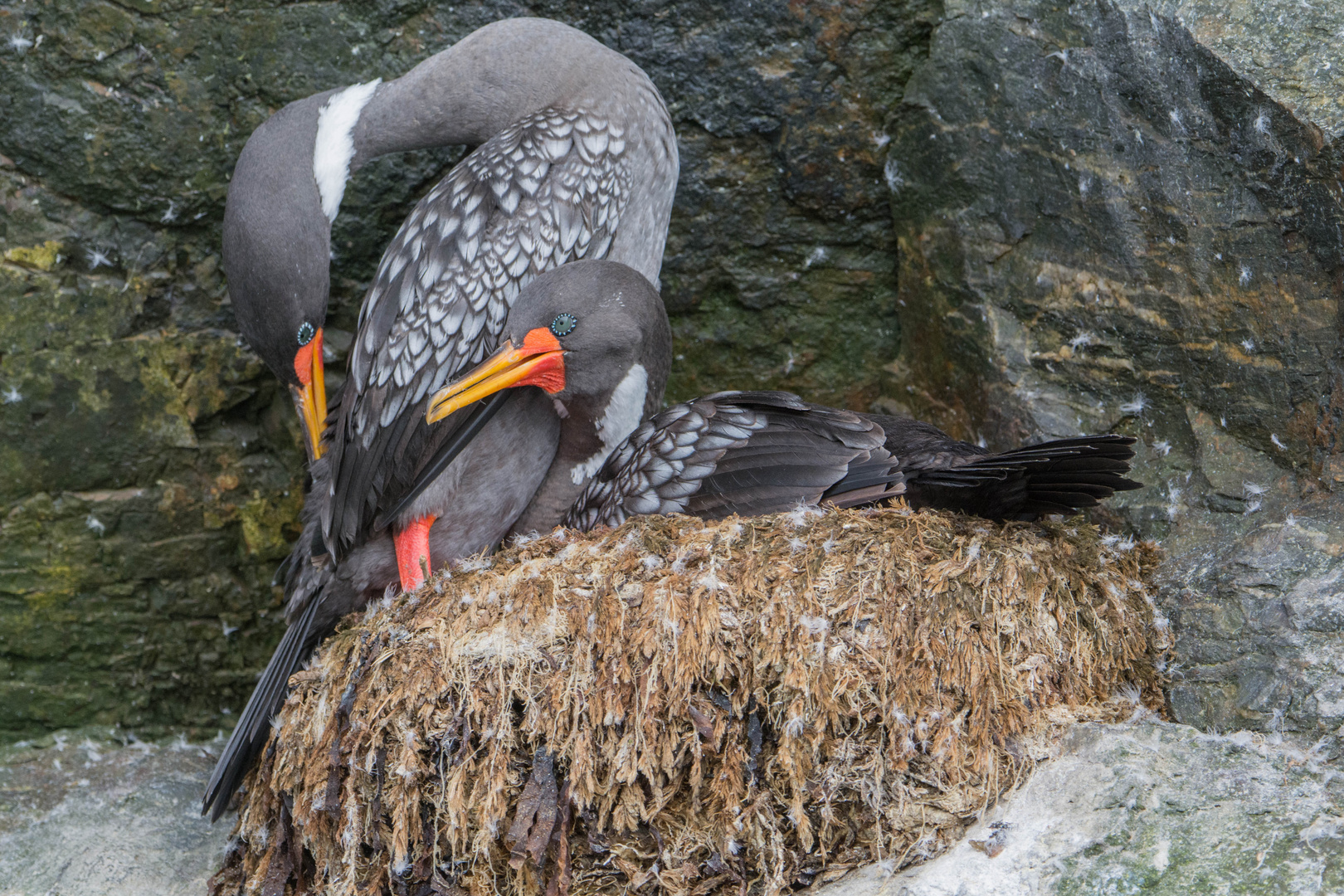 Buntscharbe (Phalacrocorax gaimardi) in Reserva Nacional de Pingüinos de Humboldt, Chile