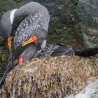 Buntscharbe (Phalacrocorax gaimardi) in Reserva Nacional de Pingüinos de Humboldt, Chile