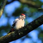 Buntschpecht im Garten