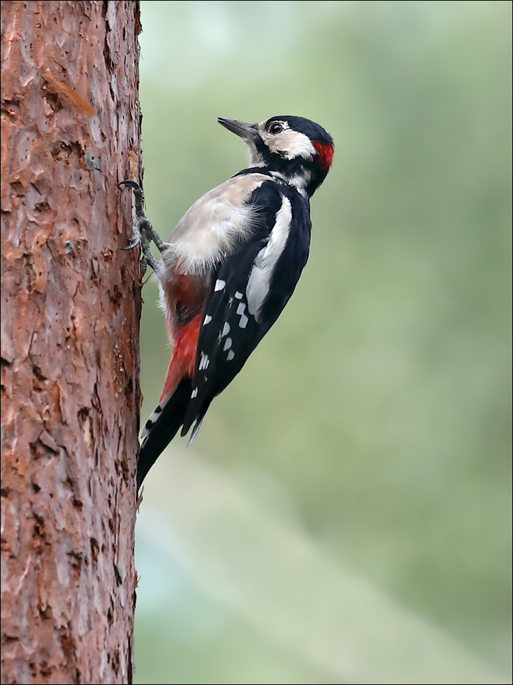 Buntspecht Foto & Bild | natur, vogel, tiere Bilder auf fotocommunity