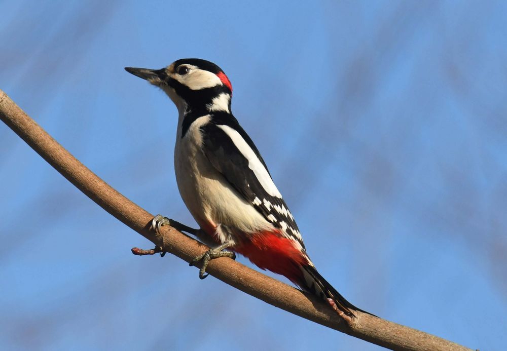 Buntspecht 2 Foto & Bild | tiere, wildlife, wild lebende vögel Bilder