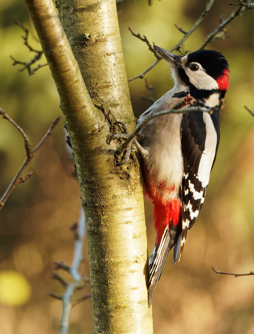 Buntspecht Foto & Bild | tiere, wildlife, wild lebende vögel Bilder auf