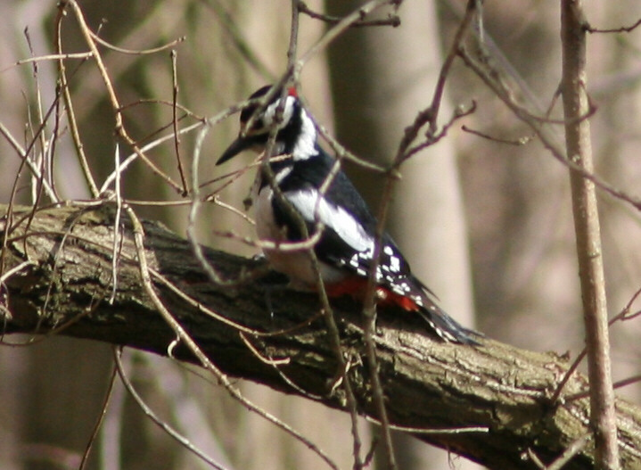 Buntspecht 