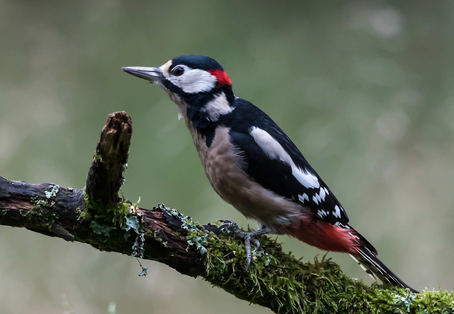 Buntspecht Foto & Bild | tiere, wildlife, wild lebende vögel Bilder auf ...