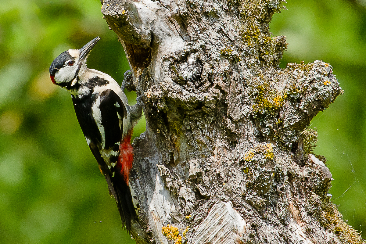 Buntspecht