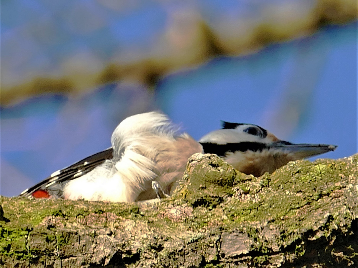 Buntspecht 