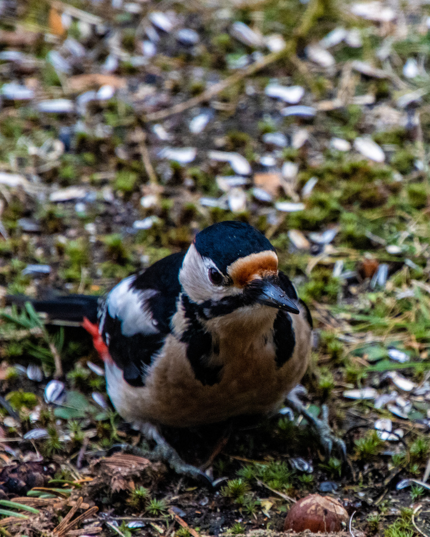 Buntspecht