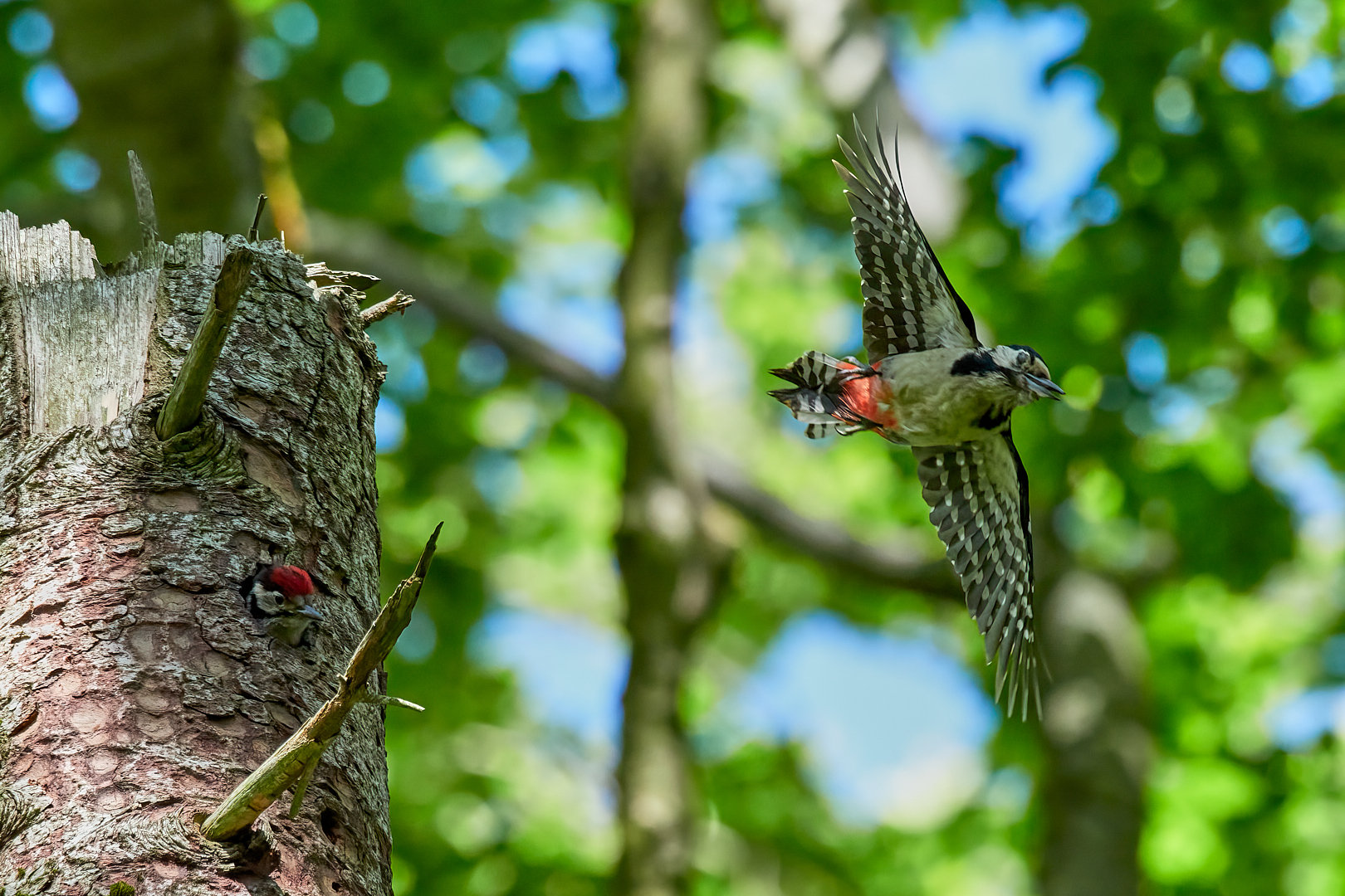 Buntspecht Abflug