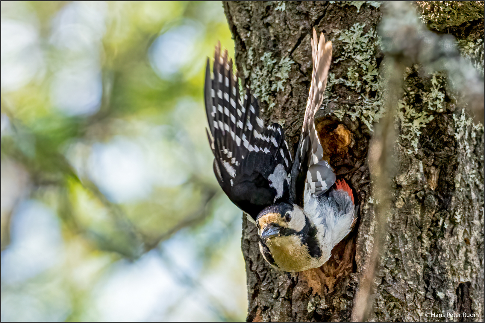 Buntspecht – Abflug