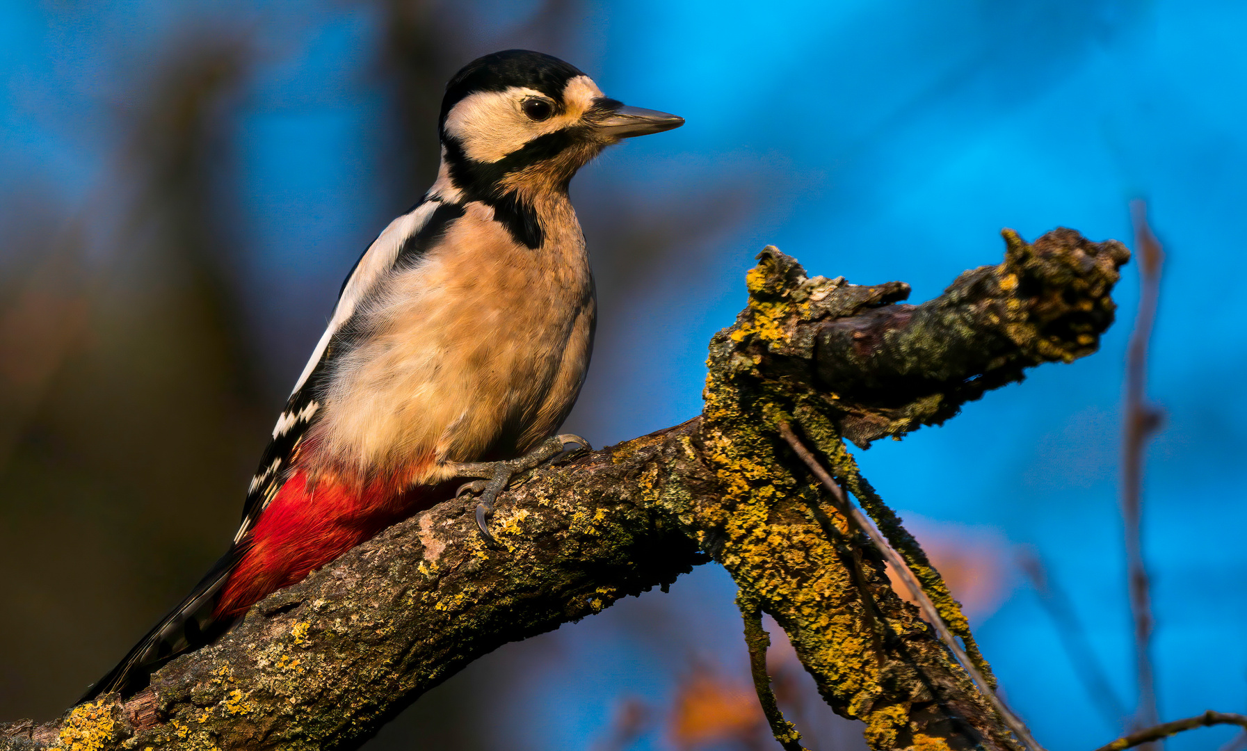 "BUNTSPECHT" - am Abend