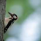 Buntspecht am Baum