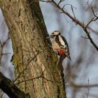 Buntspecht am Baum