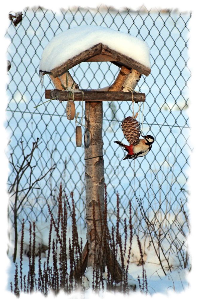 Buntspecht am Futterhaus