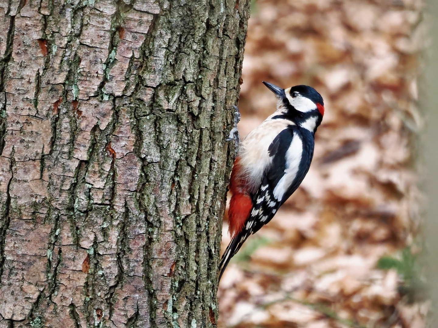 Buntspecht am Hasenbach