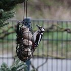 Buntspecht am Meisenring