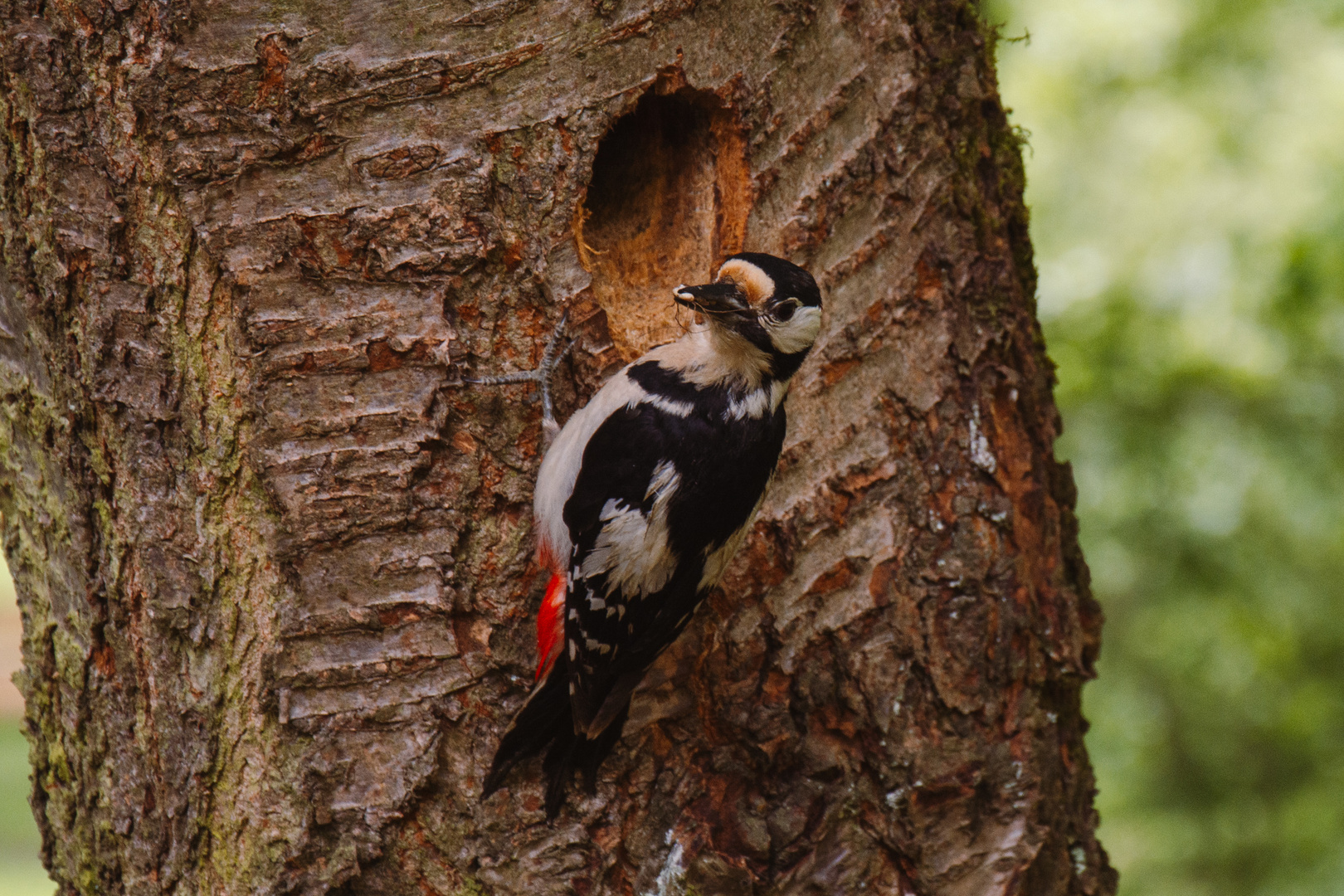 Buntspecht am Nest 1