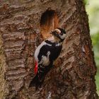 Buntspecht am Nest 1