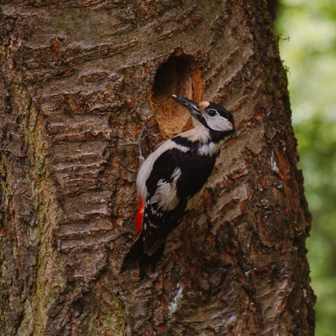 Buntspecht am Nest 2