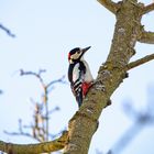 Buntspecht am Polesee in meinem Garten