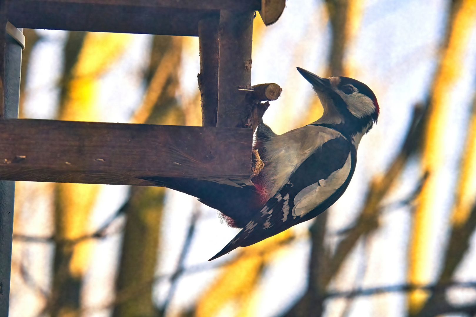 Buntspecht am Vogelhäuschen