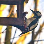 Buntspecht am Vogelhäuschen