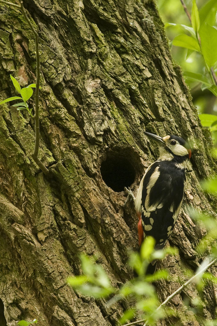 Buntspecht an der Nisthöhle