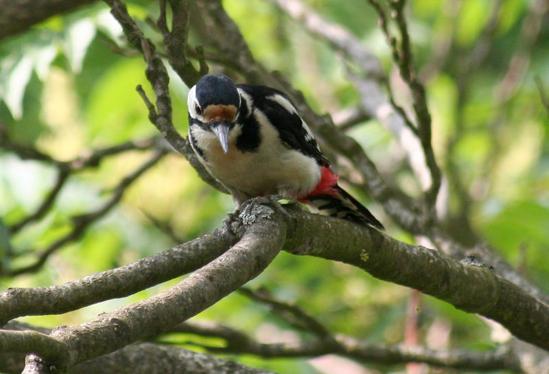 Buntspecht an der Terrasse