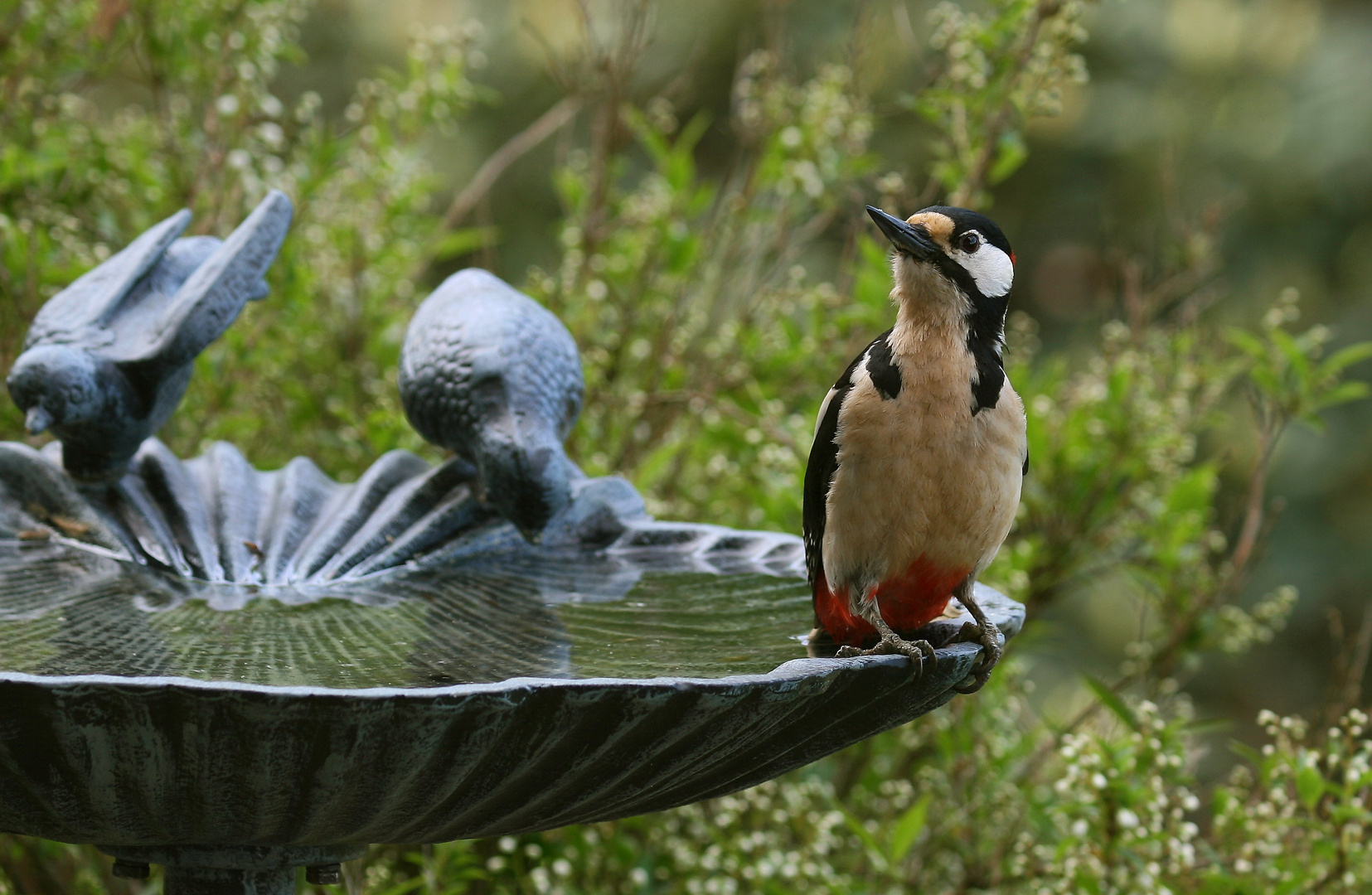 Buntspecht an der Vogeltränke