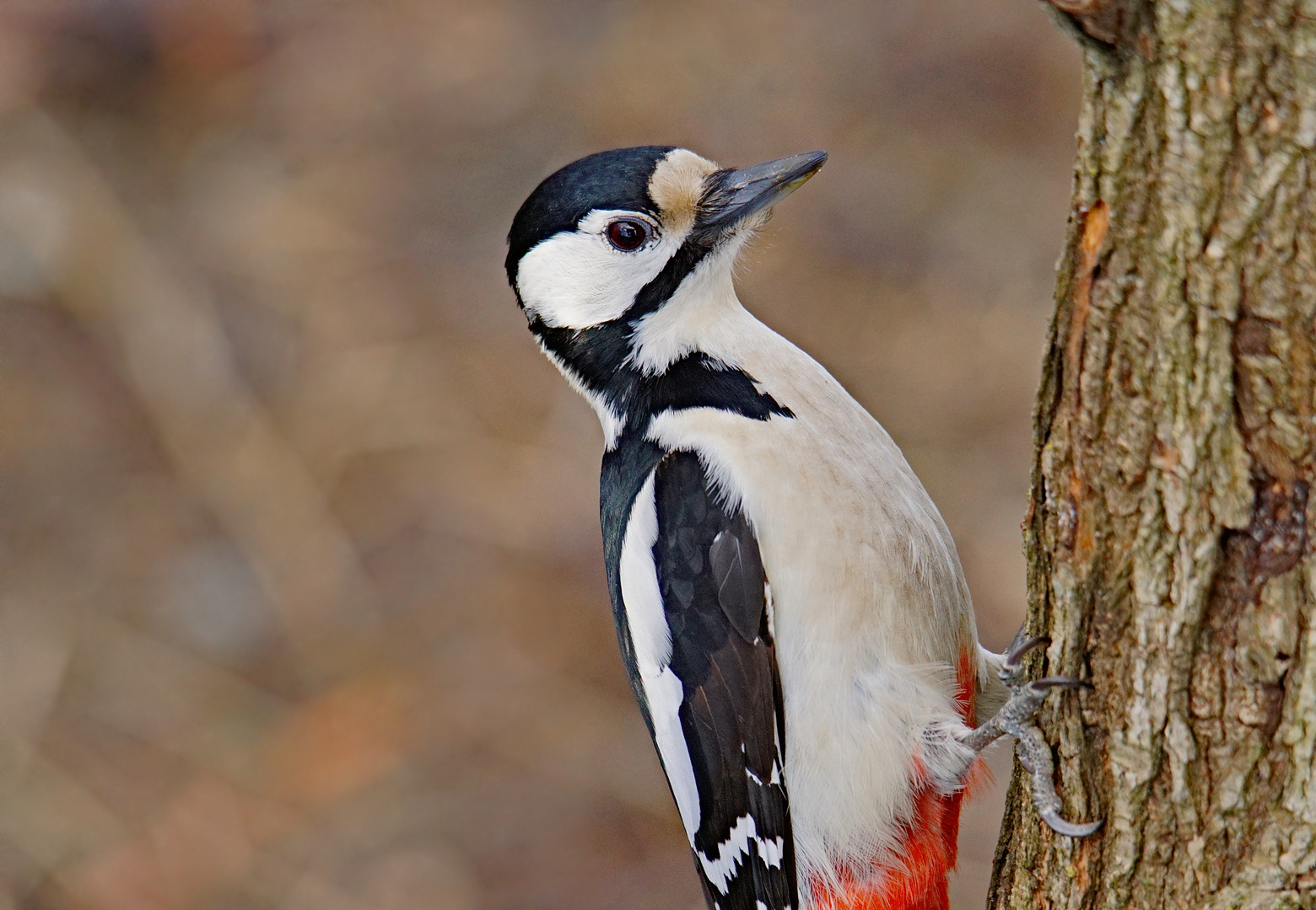 Buntspecht an der Wintervogelfutterstelle