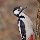 Buntspecht an der Wintervogelfutterstelle