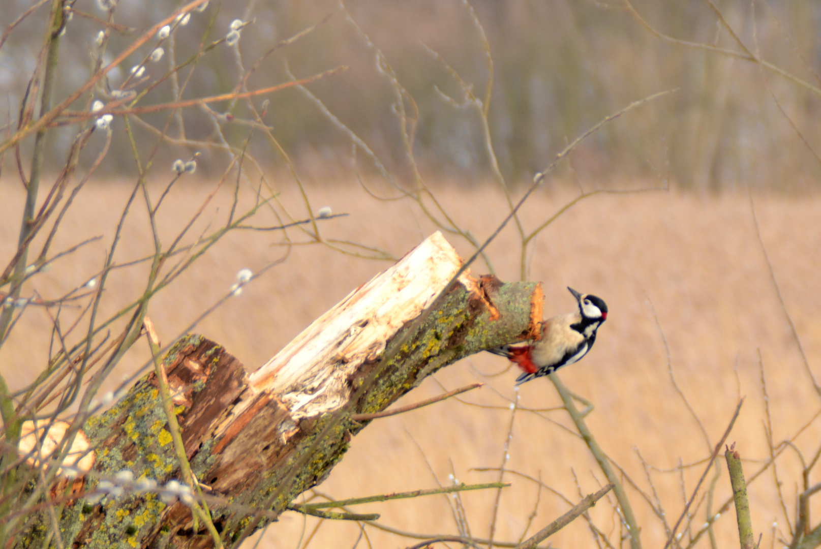 Buntspecht an der Ziese