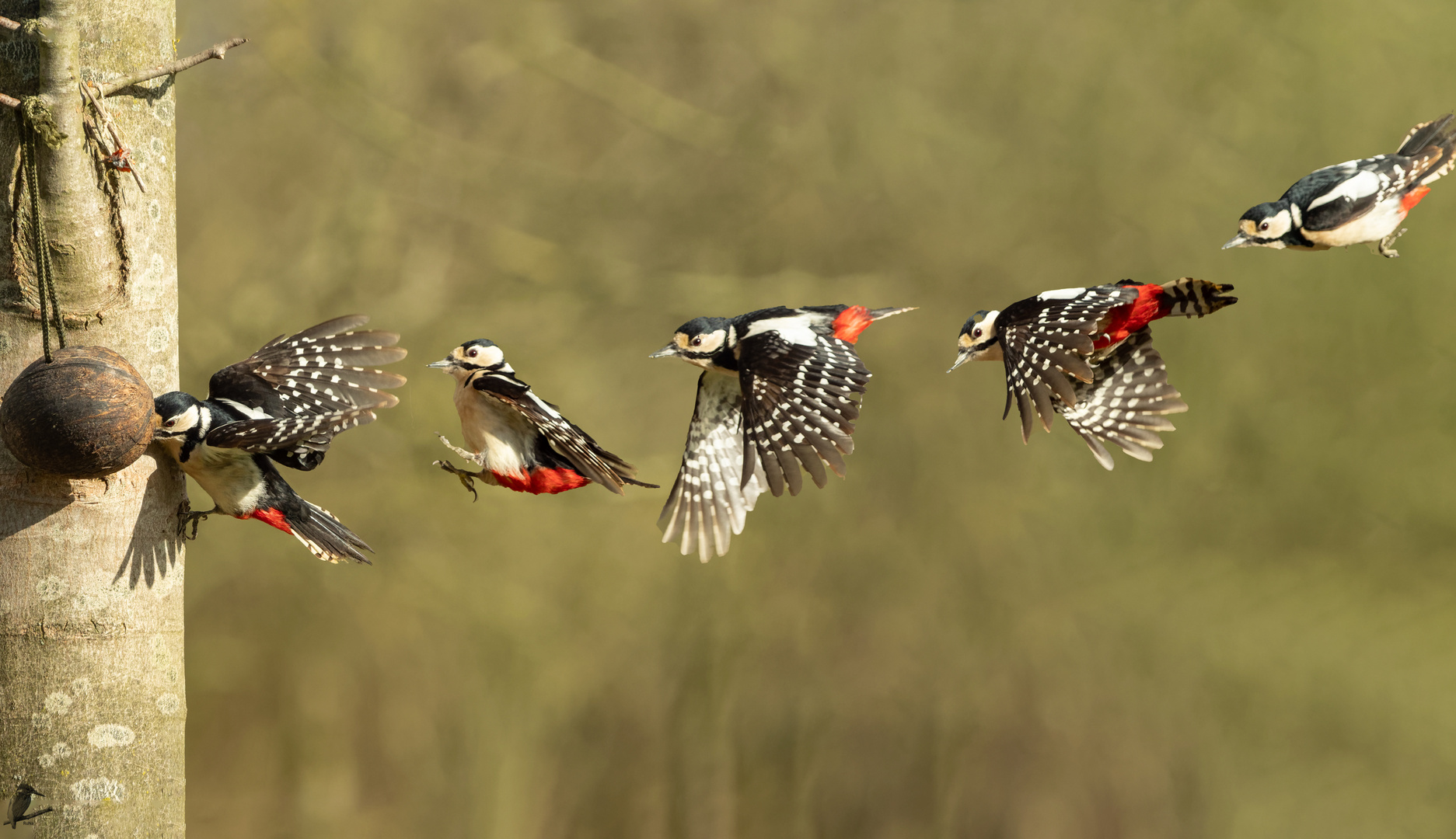 Buntspecht-Anflug...