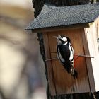 Buntspecht auf Berliner Friedhof