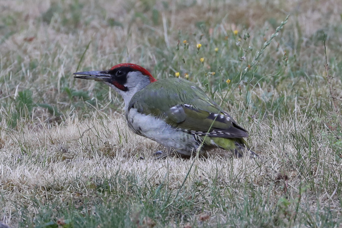 Buntspecht auf der Wiese