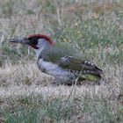 Buntspecht auf der Wiese