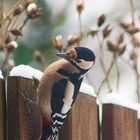 Buntspecht auf Futtersuchen