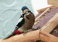 Buntspecht auf meinem Balkon (durchs Fenster aufgenommen)