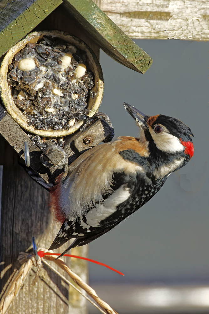 Buntspecht Auge